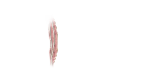肌肉